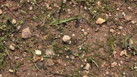 Tick crawling across dry soil surface in outdoor habitat under daylight Video stock 339367021