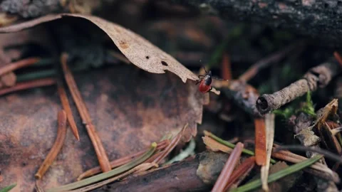 A tick crawling along the forest floor and looking for its prey Stock Footage 258838958