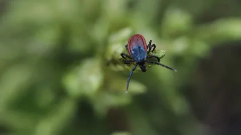 A tick crawling along the forest floor and looking for its prey Stock Footage 258840026