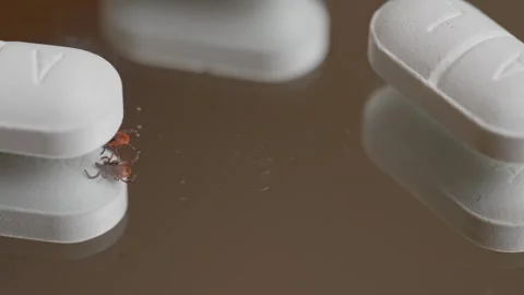 Tick crawling between white pills on reflective surface related to infection 스톡 동영상 319804048