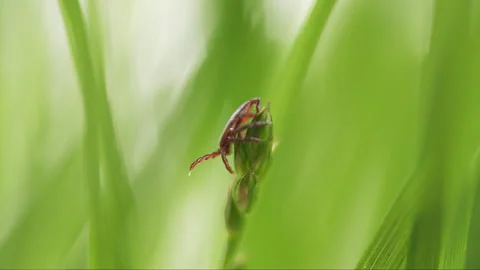 Tick Crawling A Blade Of Grass. Parasite Potentially Carrying Dangerous Diseases Video stock 276192908