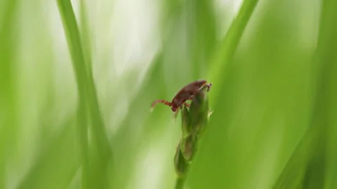 Tick Crawling A Blade Of Grass. Parasite Potentially Carrying Dangerous Diseases Video stock 276193311