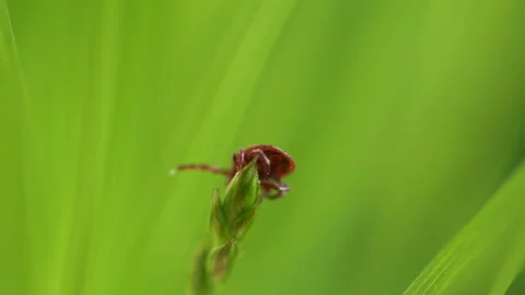 Tick Crawling A Blade Of Grass. Parasite Potentially Carrying Dangerous Diseases Video stock 276193923