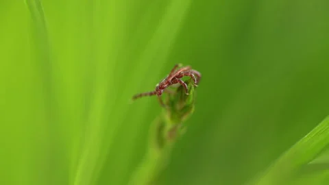 Tick Crawling A Blade Of Grass. Parasite Potentially Carrying Dangerous Diseases 스톡 동영상 276194272