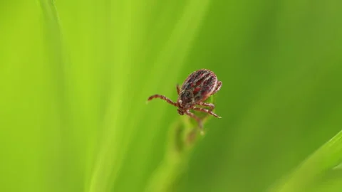 Tick Crawling A Blade Of Grass. Parasite Potentially Carrying Dangerous Diseases Video stock 276194721