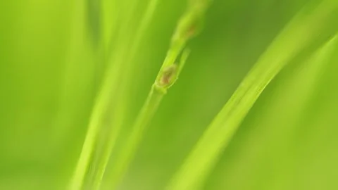 Tick Crawling A Blade Of Grass. Parasite Potentially Carrying Dangerous Diseases Video stock 276195280