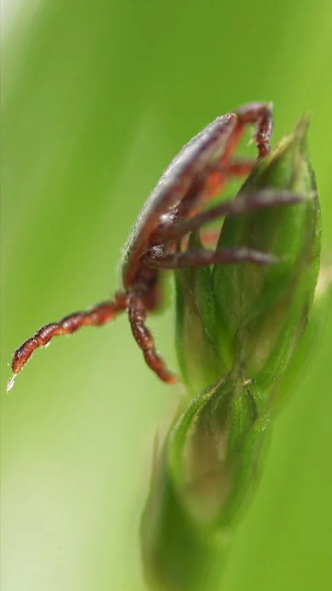 Tick Crawling A Blade Of Grass. Parasite Potentially Carrying Dangerous Diseases Video stock 276202503