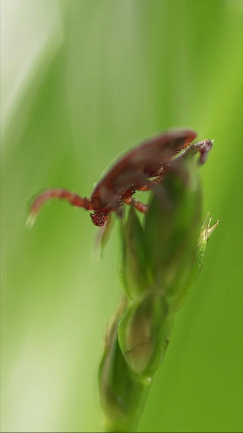 Tick Crawling A Blade Of Grass. Parasite Potentially Carrying Dangerous Diseases Video stock 276202538