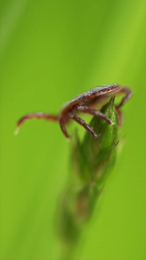 Tick Crawling A Blade Of Grass. Parasite Potentially Carrying Dangerous Diseases 스톡 동영상 276202648