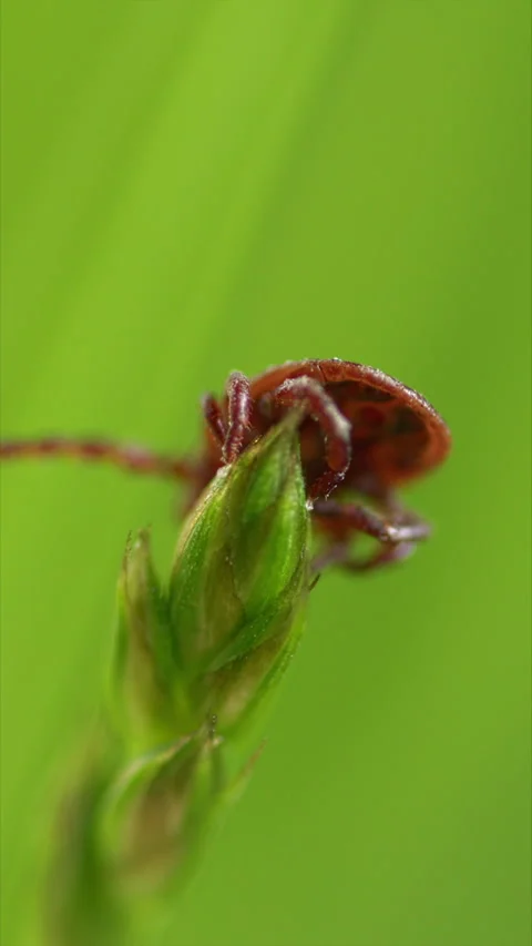 Tick Crawling A Blade Of Grass. Parasite Potentially Carrying Dangerous Diseases 스톡 동영상 276202651