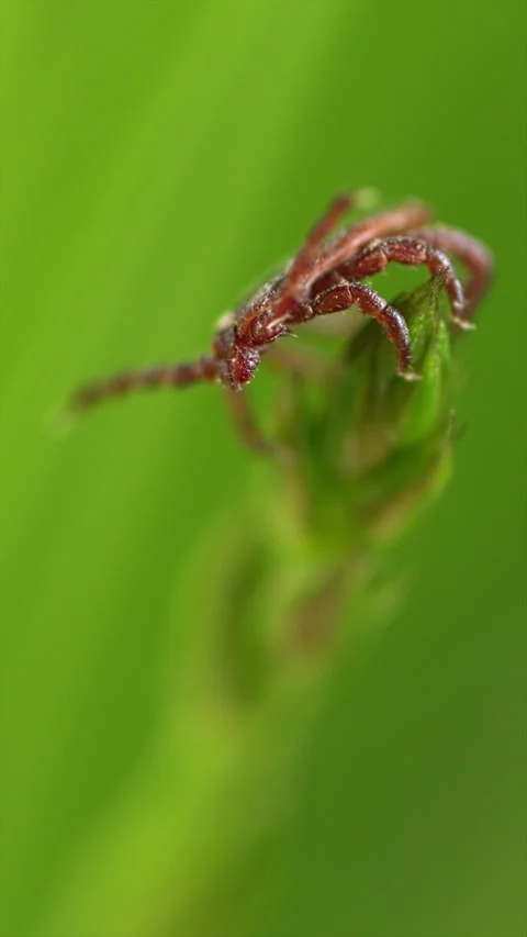 Tick Crawling A Blade Of Grass. Parasite Potentially Carrying Dangerous Diseases Stock-Footage 276202728