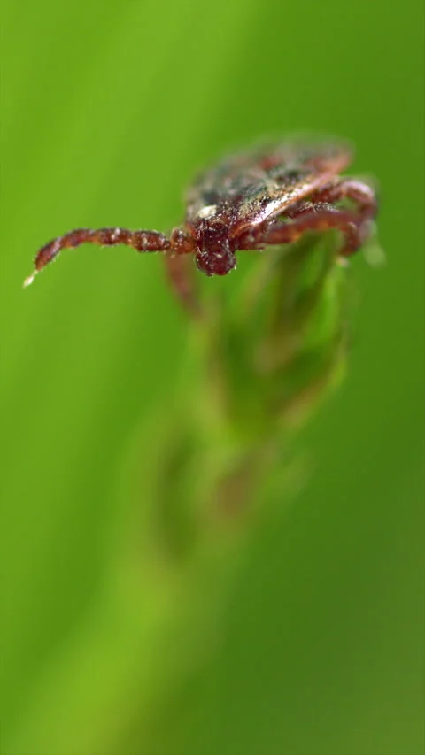 Tick Crawling A Blade Of Grass. Parasite Potentially Carrying Dangerous Diseases Video stock 276202831