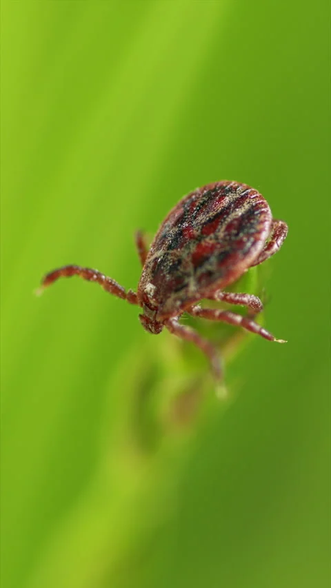 Tick Crawling A Blade Of Grass. Parasite Potentially Carrying Dangerous Diseases Video stock 276202877