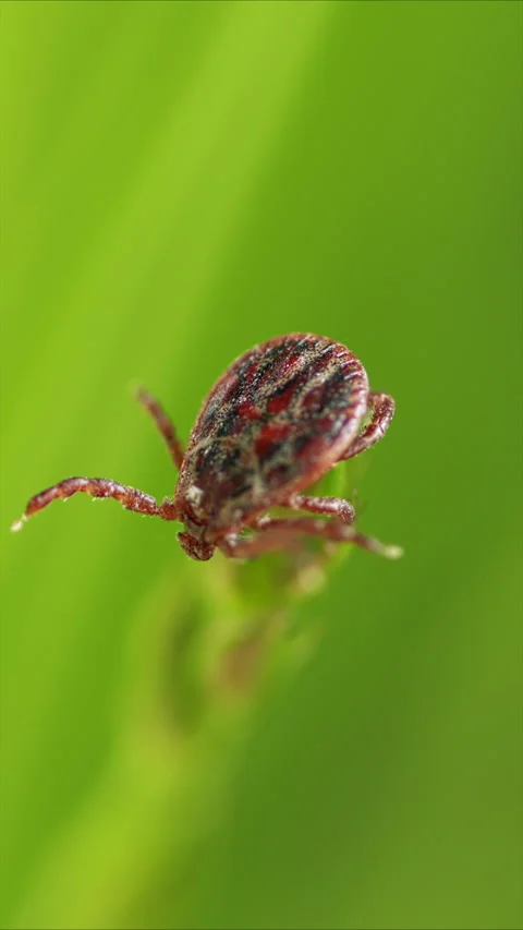 Tick Crawling A Blade Of Grass. Parasite Potentially Carrying Dangerous Diseases 스톡 동영상 276202992
