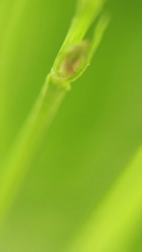 Tick Crawling A Blade Of Grass. Parasite Potentially Carrying Dangerous Diseases 스톡 동영상 276203010