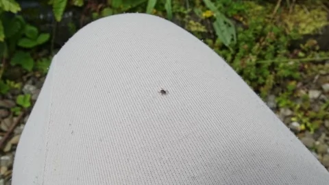 A tick crawling on light-colored pants Stock-Footage 277031614