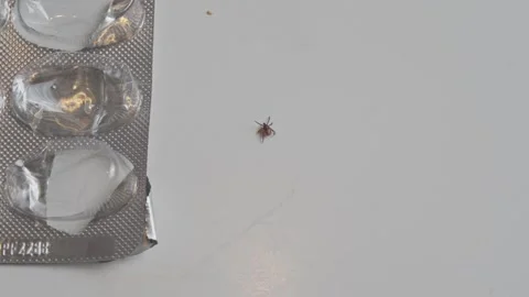Tick crawling near opened blister pack symbolizing infection and antibiotic 스톡 동영상 319514734