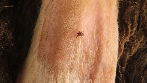 Tick crawling on sheep ear close-up – zoonotic disease and veterinary concept Stock Footage 318377017