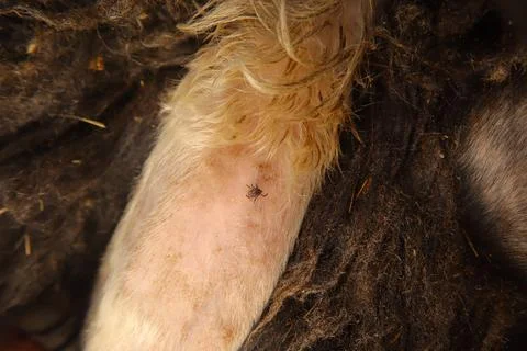 Tick crawling on sheep ear close-up – zoonotic disease and veterinary concept 写真素材