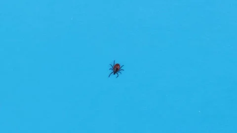 A tick crawling on a sheet of blue paper Stock-Footage 258838989
