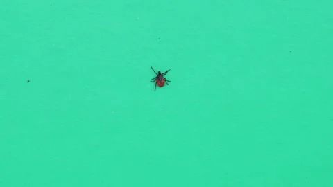 A tick crawling on a sheet of green paper 库存影片 258838937