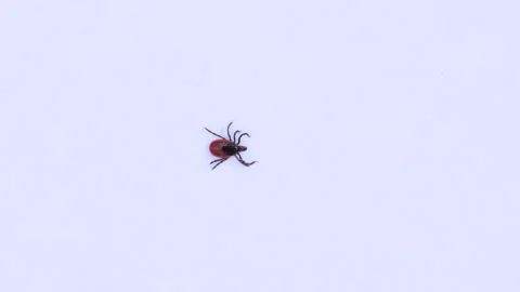 A tick crawling on a sheet of white paper Video stock 258838875