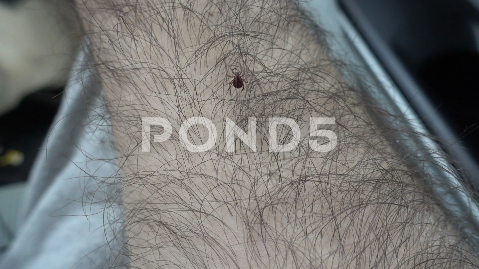 An Ixodic Infectious Tick Stuck To The Head Of A Kitten A Tick Bit A Pet  Found A Sucking Viral Tick Among The Dense Hair Of A Cat Stock Photo  Picture And