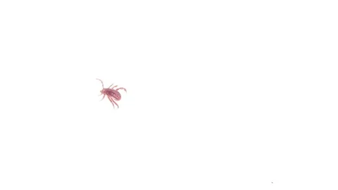 Tick Crawling on White Background 動画素材 93264387