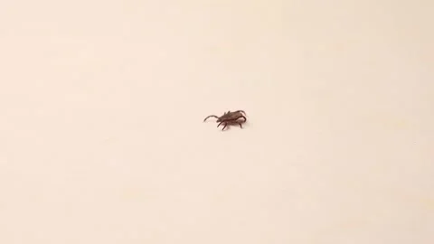 Tick Crawling on White Background in Isolated Macro Shot Stock Footage 312869193