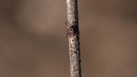 Tick crawls up a dry twig, a macro shot. Stock Footage 273807857