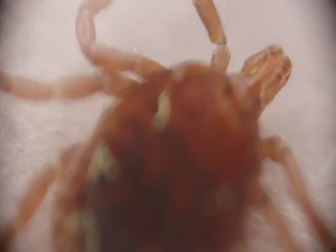 Tick Crawls 動画素材 77553808