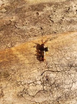 Tick on an earwig Foto stock