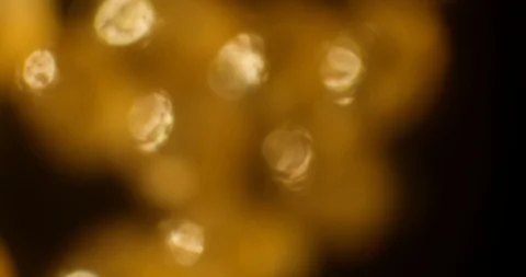 Tick Eggs just before hatching Stock Footage 113045105