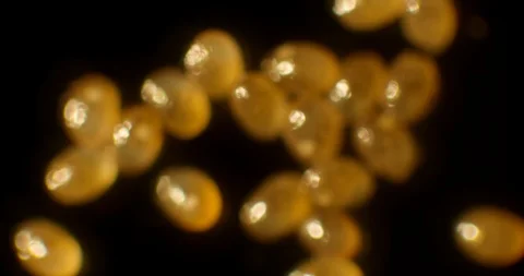 Tick Eggs just before hatching Stock Footage 113045803