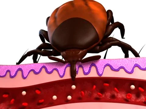 Tick feeding, artwork Illustrazione stock