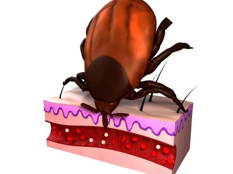 Tick feeding, artwork Illustrazione stock