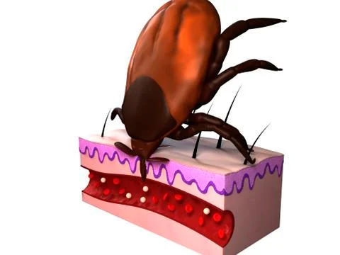 Tick feeding, artwork Illustrazione stock