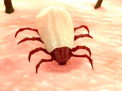 Tick feeding, illustration Stock Illustration