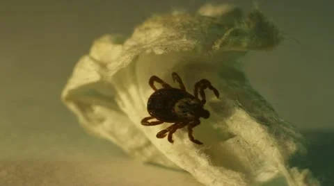 Tick Stock Footage 10879519