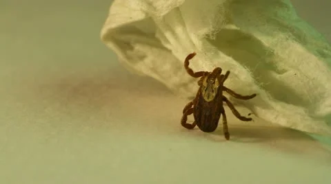 Tick Stock Footage