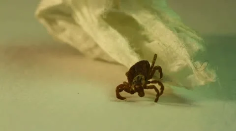 Tick Stock Footage