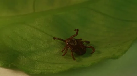 Tick Stock Footage 10879572