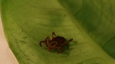 Tick Stock Footage 10879576