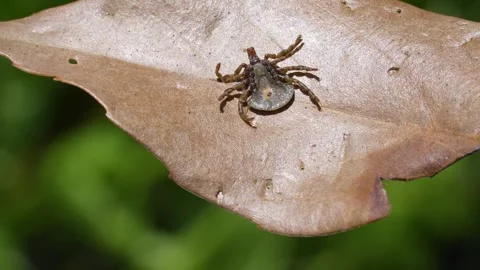 Tick Stock Footage 307989724