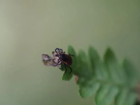 A tick on a frond. Stock Photos