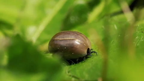 Tick full of blood in grass. Stock Footage 92413157