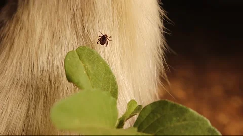 Tick on Grass Blade Jumps onto Passing Sheep Showing Parasite Behavior 스톡 동영상 312104479