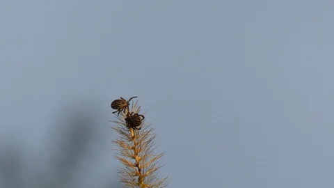 Tick on grass Stock Footage 119276601