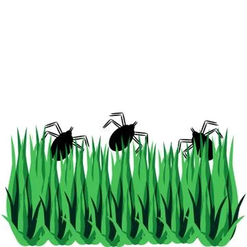 Tick with grass isolated on white background Stock Illustration