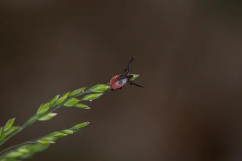 Tick on grass. Stock Photos